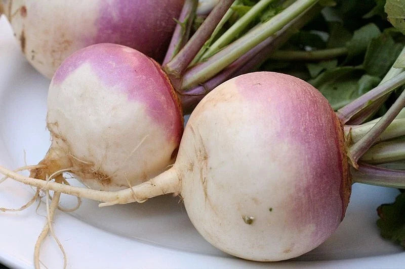 Turnip Vegetable Seeds - Non-GMO 20 Pack - Brassica rapa - Free USA Shipping