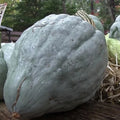 Giant Blue Hubbard Sweet Squash Seeds - Heirloom - 20 Count - Rare Variety (Cucurbita maxima)