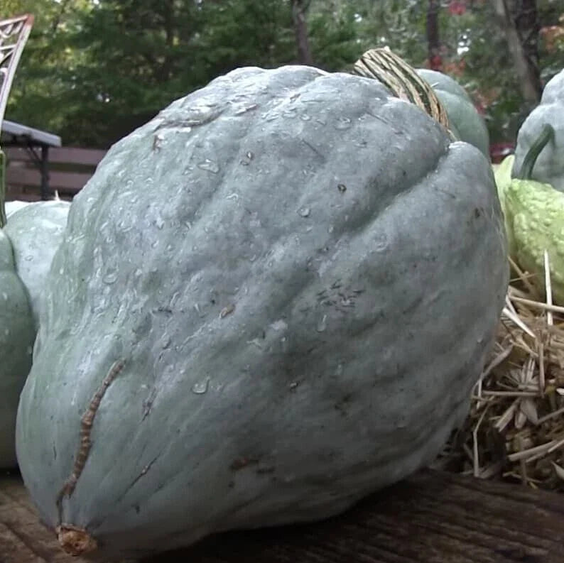 Giant Blue Hubbard Sweet Squash Seeds - Heirloom - 20 Count - Rare Variety (Cucurbita maxima)