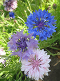 Bachelor Button Seeds Mix - 175 Seeds - Colorful Bachelor's Buttons - Centaurea cyanus - GroCo USA