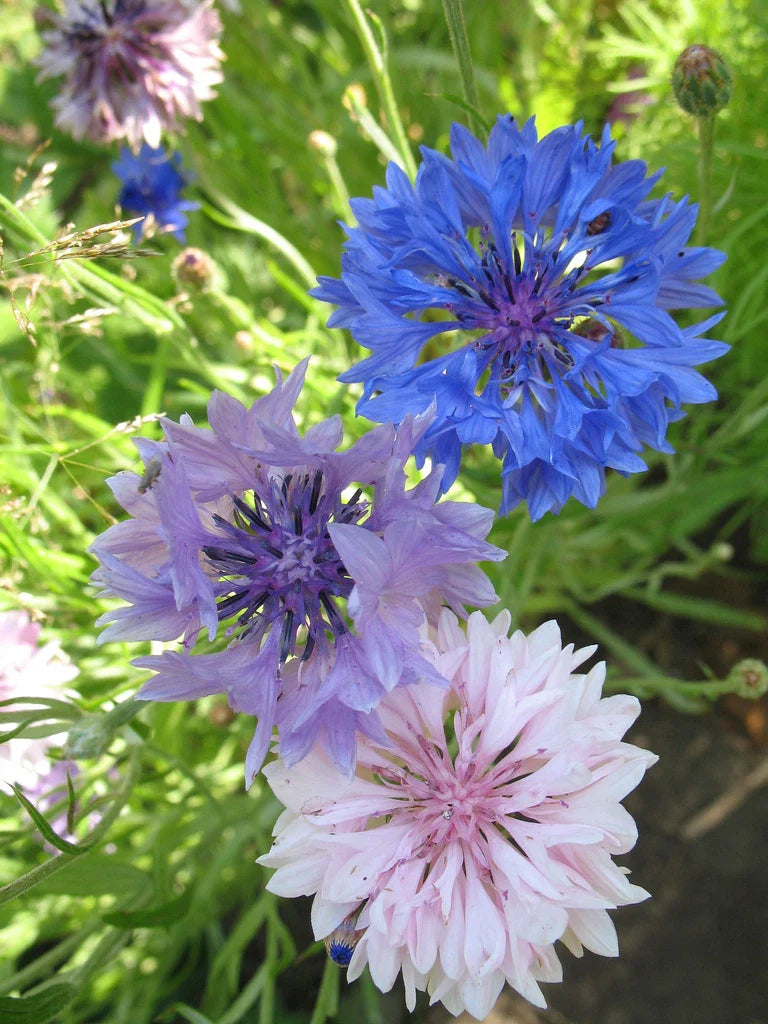 Bachelor Button Seeds Mix - 175 Seeds - Colorful Bachelor's Buttons - Centaurea cyanus - GroCo USA