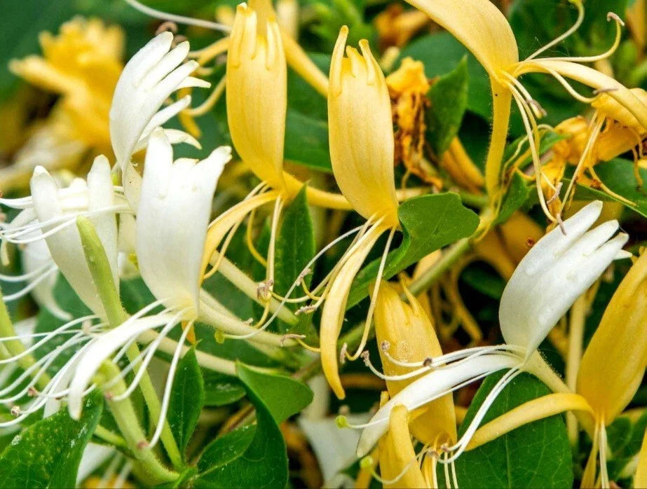 Japanese Honeysuckle Cuttings - 15 Rootless Cuttings with White and Yellow Flowers - Lonicera japonica