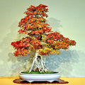 Trident Maple Tree Seeds - 20 Pack - Acer buergerianum - Hardy Fall Colors - Ideal for Bonsai Gardening