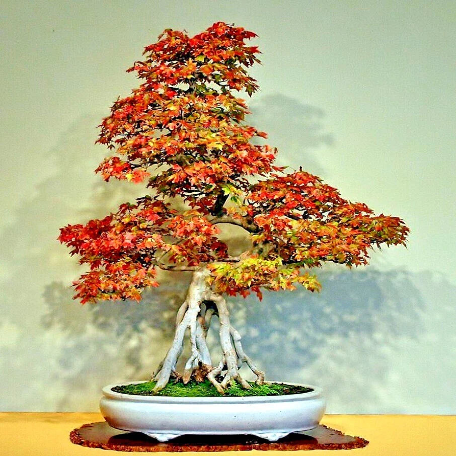 Trident Maple Tree Seeds - 20 Pack - Acer buergerianum - Hardy Fall Colors - Ideal for Bonsai Gardening