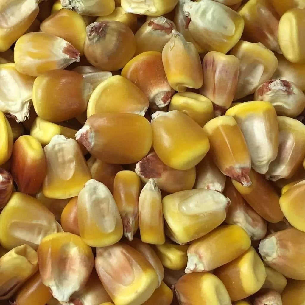 Yellow Corn Seeds for Planting | 1280+ Non-GMO Seeds (1lb) | Zea mays | Garden Seeds for Home Gardening and Farming