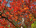 Wildfire Black Tupelo Tree Seeds - 10 Pack, Medicinal & Edible Fruits, Nyssa sylvatica