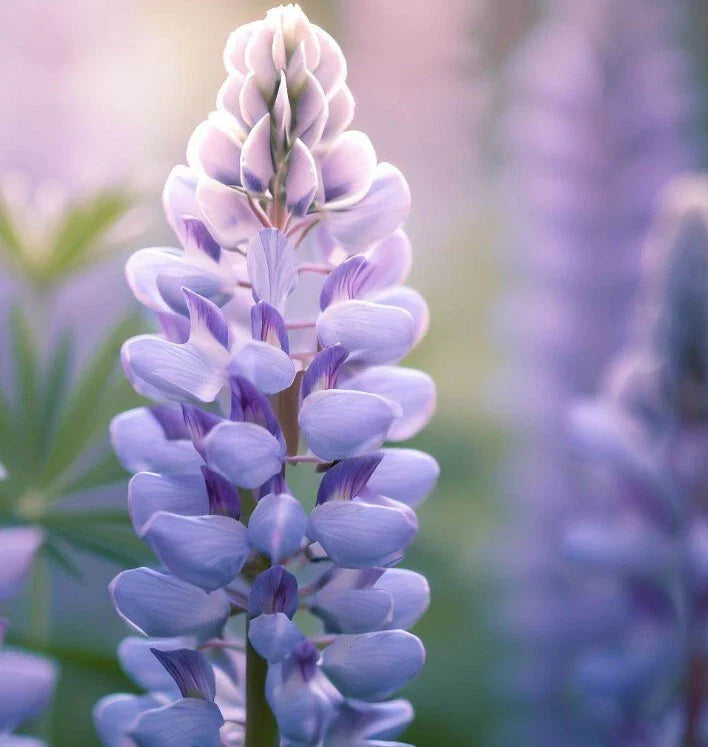 Lupine Seeds - Perennial Flower Seeds - Gorgeous Color - Lupinus perennis