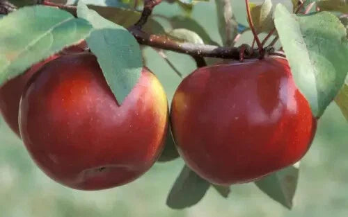 Snow Sweet Apple Seeds - 25+ Count - Heirloom Variety - Malus domestica - Perfect for Home Garden Planting, USA