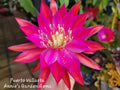 Epiphyllum Cuttings - Unrooted 8-10 Inches Long - Puerto Vallarta Variety - Exotic Cactus Plant