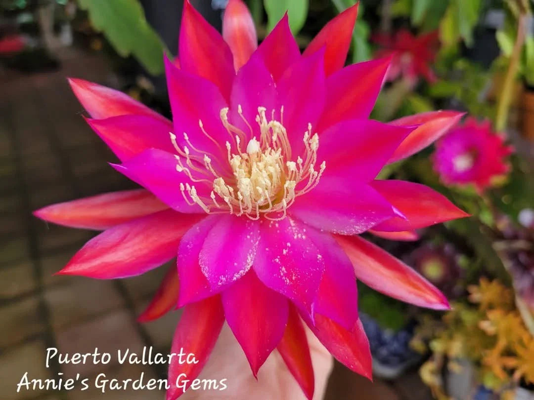 Epiphyllum Cuttings - Unrooted 8-10 Inches Long - Puerto Vallarta Variety - Exotic Cactus Plant