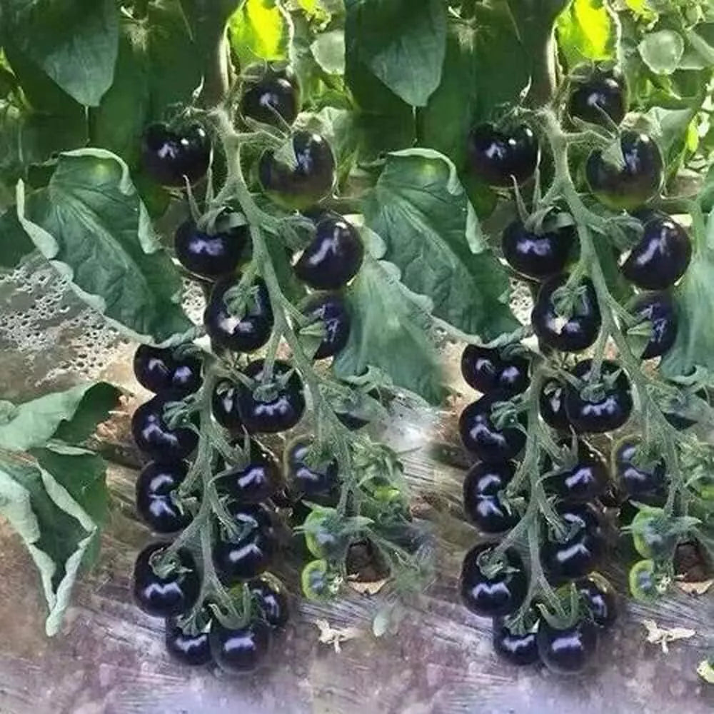 European Black Cherry Tomato Seeds - 100+ Heirloom, Non-GMO, Sweet, Rare - Perfect for Home Gardening
