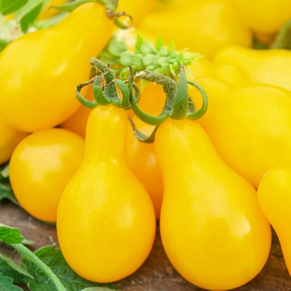 Yellow Pear Tomato Seeds | NON-GMO Heirloom | Fresh Vegetable Seeds | Solanum lycopersicum