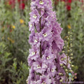 Delphinium Seeds - 200+ Cherry Blossom & White Variety - Delphinium elatum - FREE SHIPPING