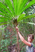 Cordyline sp. 'Wide Leaf' Tree Seeds - 20 Count, Tropical Foliage, Ornamental Plant, Exotic Houseplant Seeds