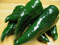 Poblano Pepper Seeds - Fresh Seed for Planting - Capsicum annuum