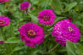 Purple Prince Zinnia Seeds - Non-GMO - Variety Packet Sizes - Zinnia elegans