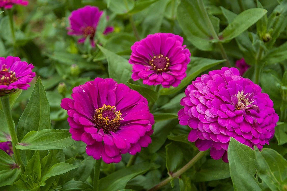 Purple Prince Zinnia Seeds - Non-GMO - Variety Packet Sizes - Zinnia elegans