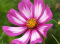 Cosmos Candystripe Flower Seeds - 30 Fresh Seeds, Colorful Blooms, Garden Annual, Cosmos bipinnatus - Free USA Shipping