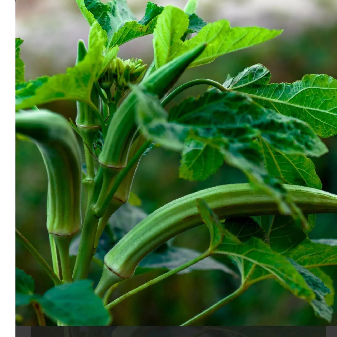 Cowhorn Okra Seeds - 50+ Heirloom Non-GMO Seeds - Fresh Organic Variety for Home Gardening (Abelmoschus esculentus)