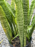 Sansevieria Starter Leaf Cuttings - 3 Organic Hawaii Grown Snake Plant Cuttings - Sansevieria trifasciata