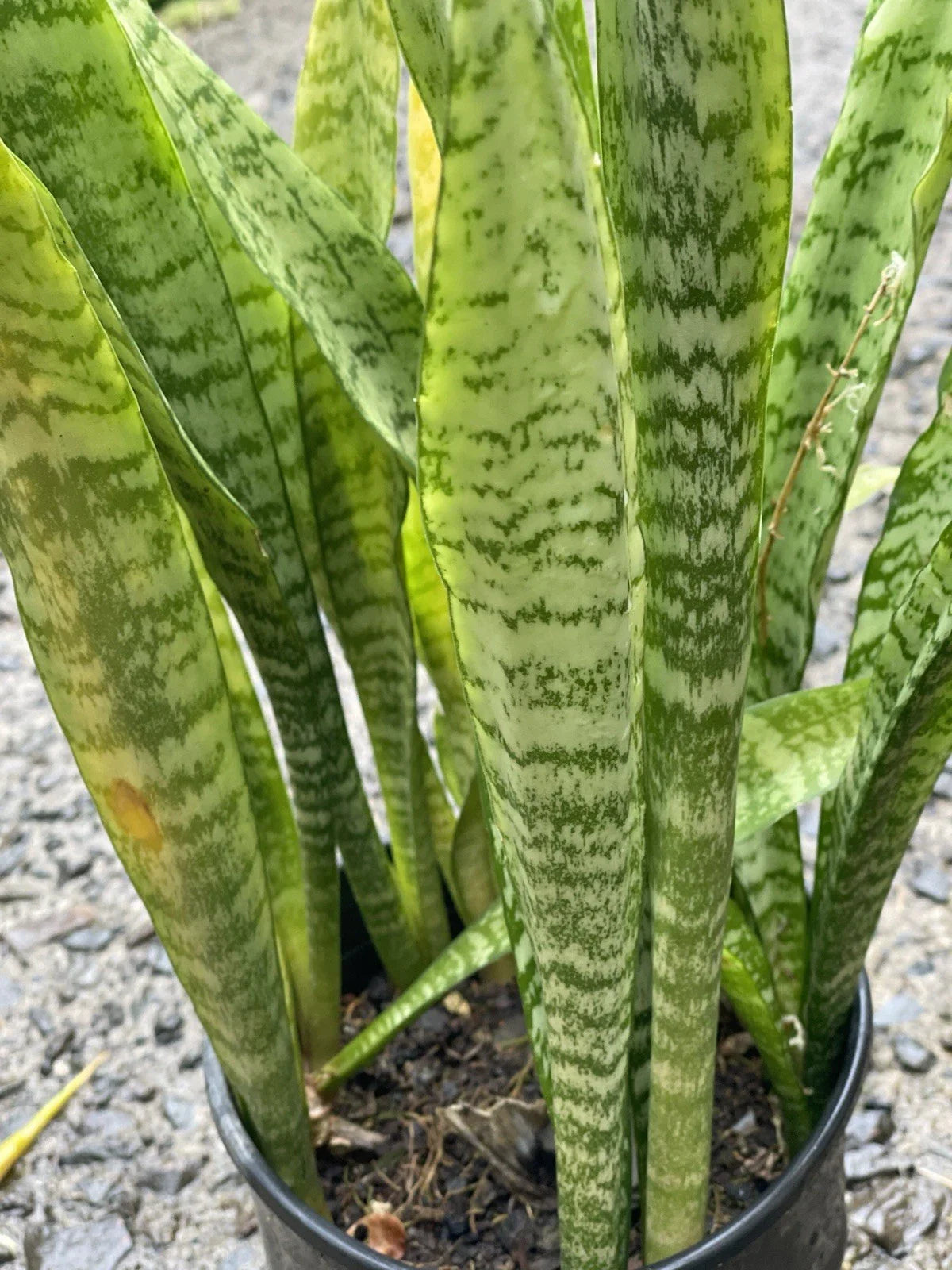 Sansevieria Starter Leaf Cuttings - 3 Organic Hawaii Grown Snake Plant Cuttings - Sansevieria trifasciata