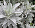 Organic White Sage Seeds - 20 Seeds, Medicinal Herb, Salvia Apiana, Rare Perennial, Aromatic Healing Plant