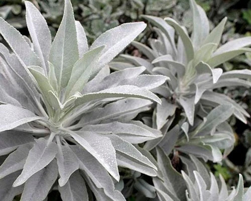 Organic White Sage Seeds - 20 Seeds, Medicinal Herb, Salvia Apiana, Rare Perennial, Aromatic Healing Plant
