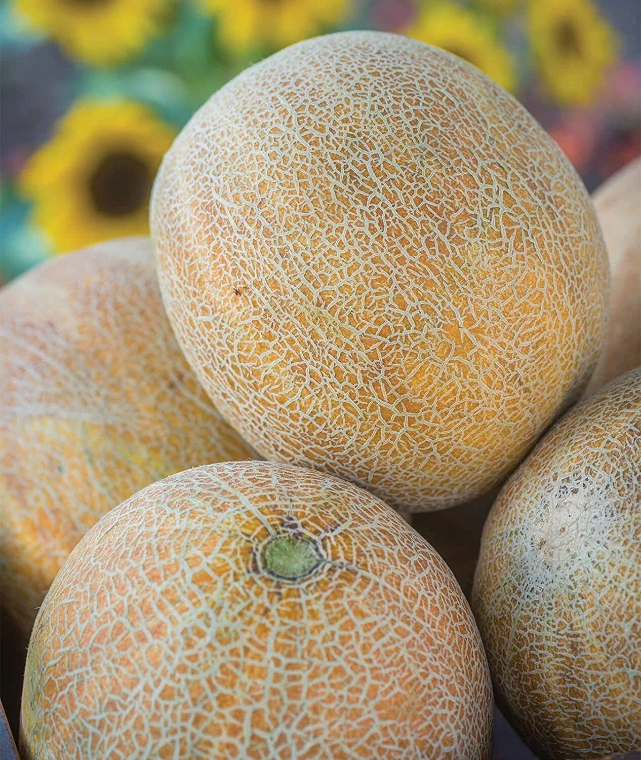 Ambrosia Cantaloupe Melon Seeds (10 Seeds) - Heirloom Varietal, Sweet Flavor, Cucumis melo
