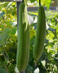 Sponge Dishcloth Gourd Seeds - 15+ Luffa Gourd Smooth Loofah (Chinese Sigua) - Versatile Gardening Seeds for USA