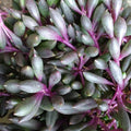 Othonna Capensis 'Ruby Necklace' Hanging Succulent - 4" Plant, Rare Variety, Low Maintenance, Indoor/Outdoor Decor