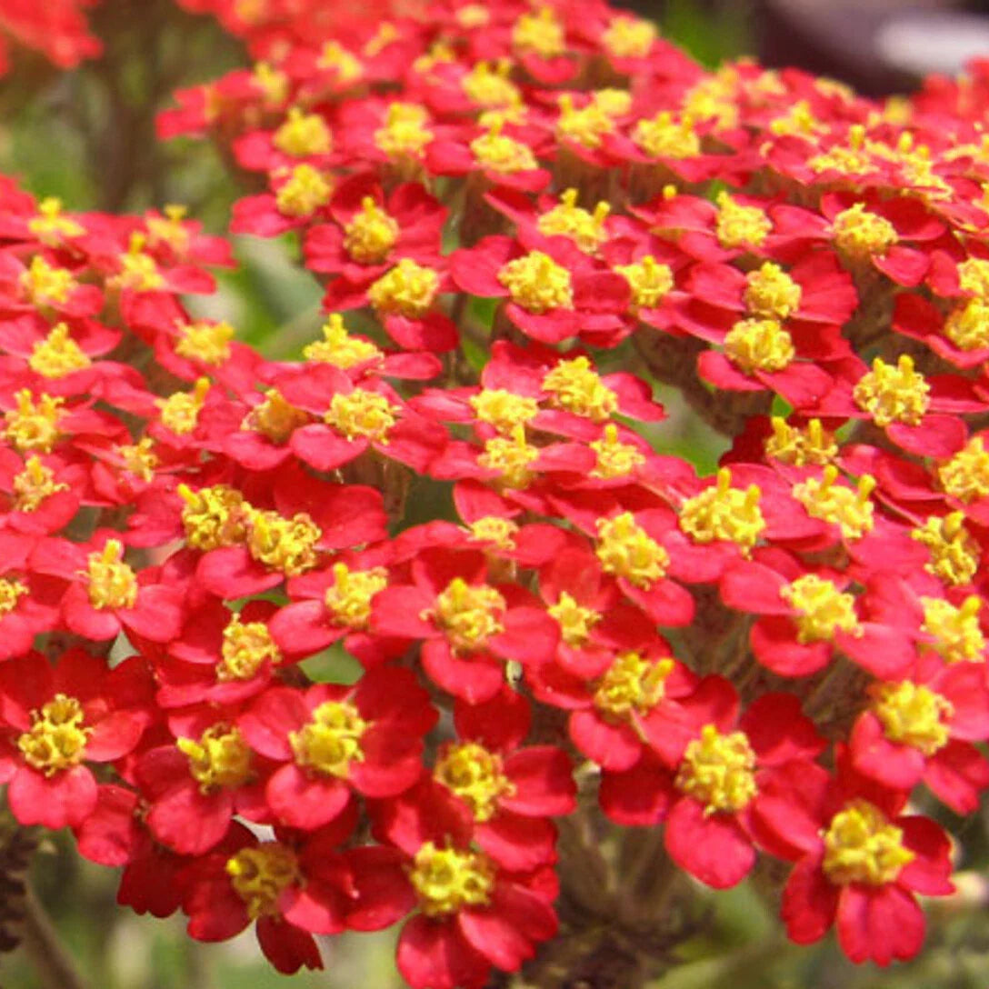 Red Yarrow Seeds - 500 to 10,000 Non-GMO Seeds | Achillea millefolium | Free Shipping