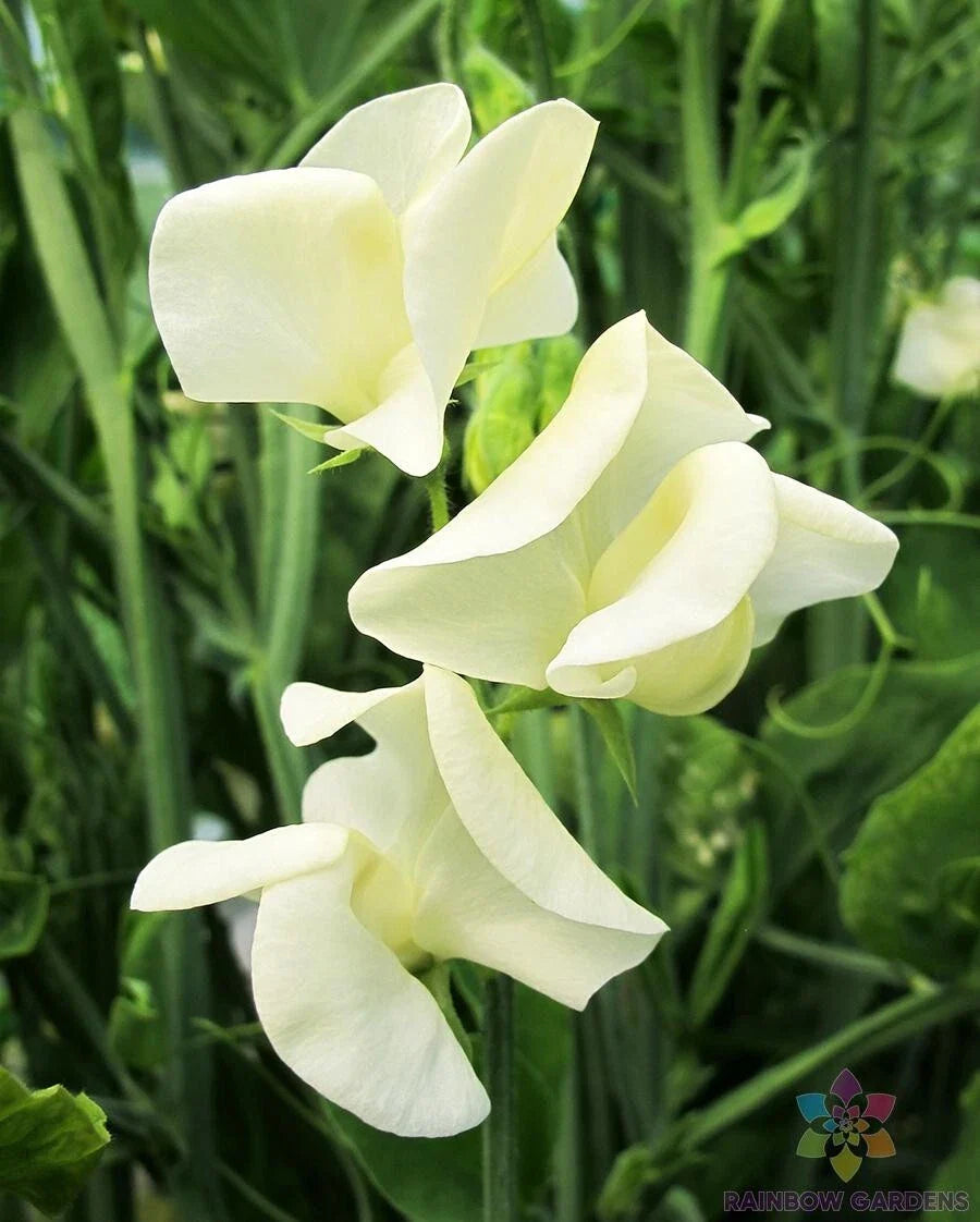 Mrs. Collier Sweet Pea Seeds - 50+ Pack - Garden Planting - Lathyrus odoratus - USA