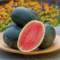 Little Darling Watermelon 50 Seeds - for Garden Planting - Citrullus lanatus - USA Grown, Free Shipping