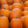 Jack O' Lantern Pumpkin Seeds | Heirloom Non-GMO | Free Shipping | Cucurbita pepo