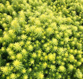Sedum SunSparkler Angelina's Teacup Succulent Mat Ground Cover Plant - Stonecrop Plant (Sedum 'Angelina')