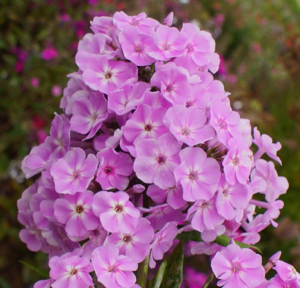 Visions Phlox Seeds - 100+ Count - Colorful Garden Flowers - Phlox paniculata - USA