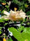 Hibiscus Cuttings 6 Inch Cream with Pink Splash - Hibiscus rosa-sinensis