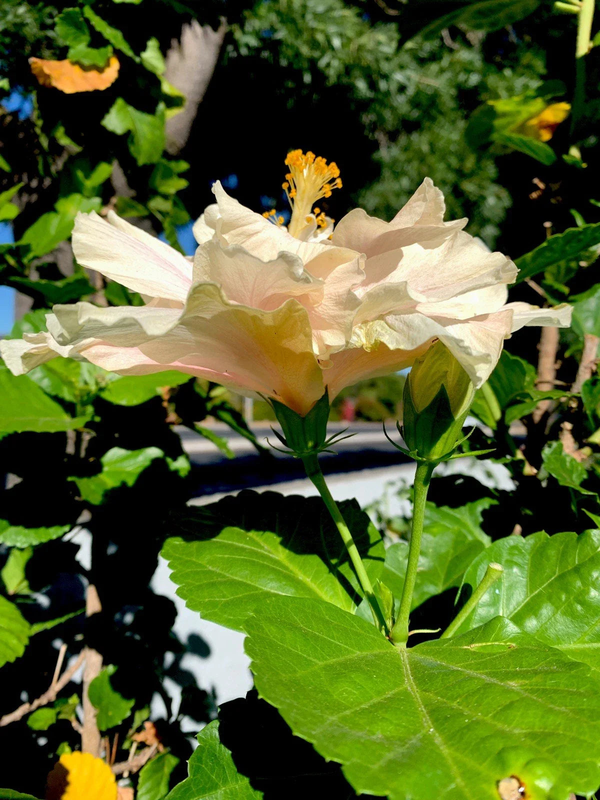 Hibiscus Cuttings 6 Inch Cream with Pink Splash - Hibiscus rosa-sinensis