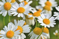 Roman Chamomile Seeds - 500 Seeds - Anthemis nobilis - Aromatic Herb for Gardening and Herbal Teas