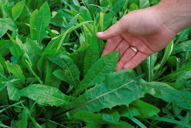 Chicory Seeds - 1000 Count - Endive Variety - Cichorium intybus - USA Seller