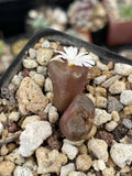 Conophytum Pellucidum Pardicolor Live Plant Succulent Cactus - 2” Pot, Deep Brown Color, White Flowers