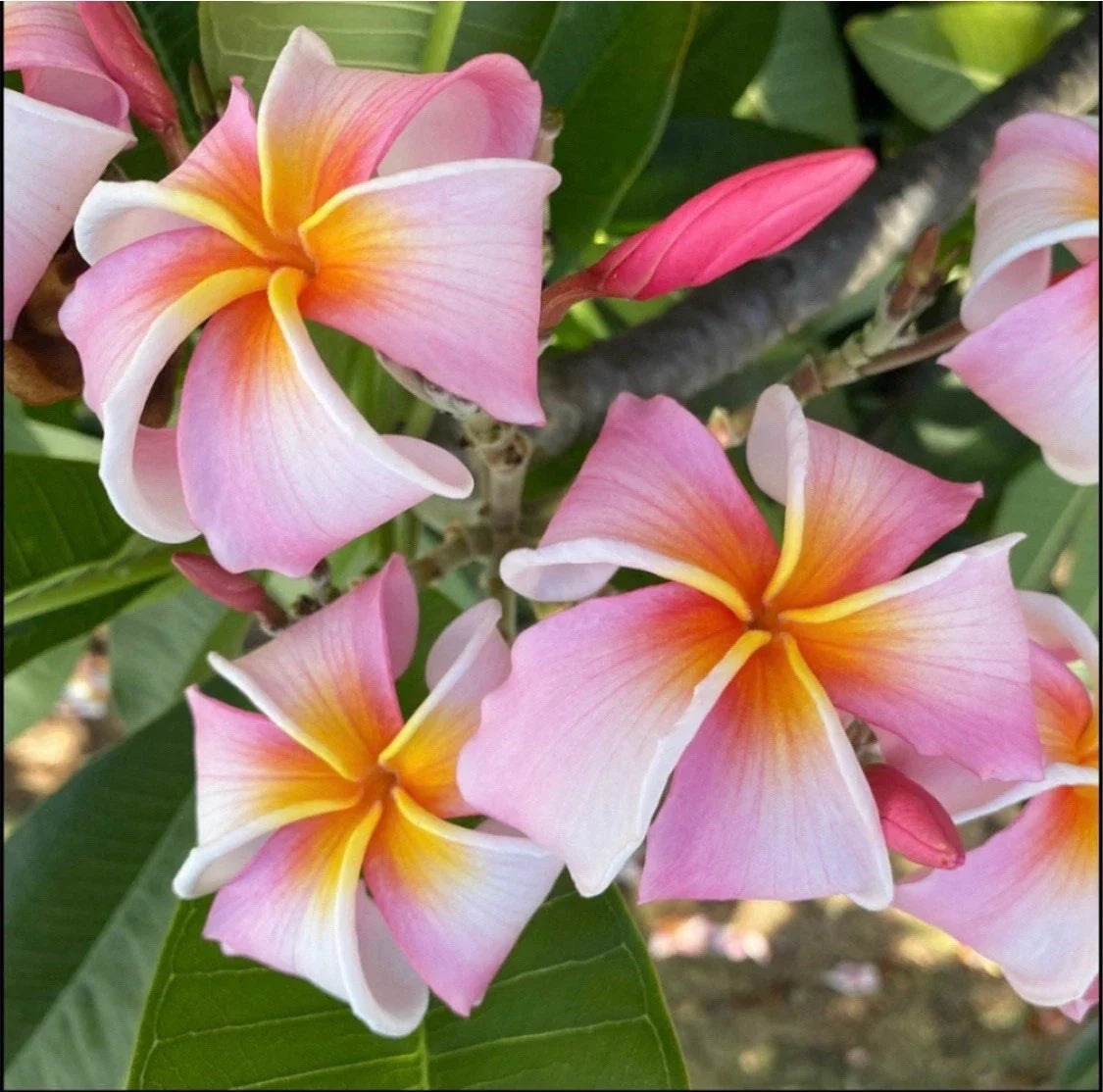 Rooted Plumeria Plant Cutting - Nakamoto's Ribbon - 14" with 1 Tip - Frangipani Variety