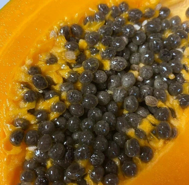 Papaya Seeds - Gold Yellow Kamiya - 50 Seeds - Carica papaya