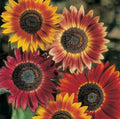 Evening Sun Sunflower Seeds | Bicolor Multicolor Flowers | Helianthus annuus Seeds 2025