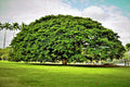 Rain Tree Seeds - 10 Count - Monkey Pod "Hitachi" - Albizia saman - Tropical Flower - Rare Seed Variety