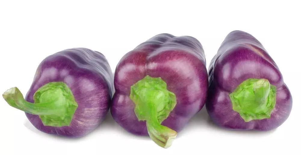 Purple Pepper Seeds - 100+ Seeds - Versatile Capsicum Annuum for Planting, Eating, and Seasoning