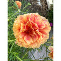 Unrooted Cuttings, "TONGRI" Color Variety, Portulaca grandiflora