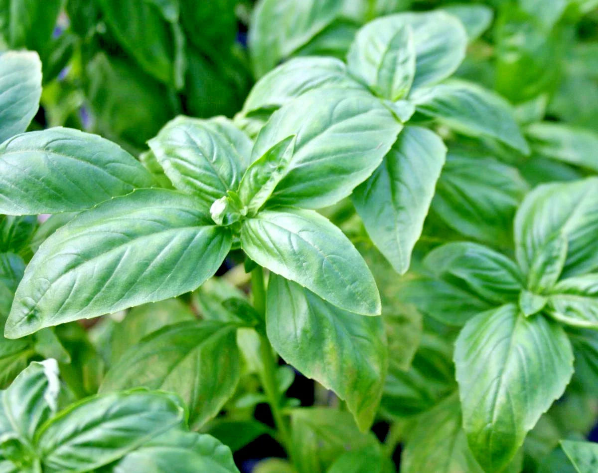 Genovese Basil Seeds - Organic Herb for Fresh Pesto - Ideal for Patio & Container Gardens - Ocimum basilicum