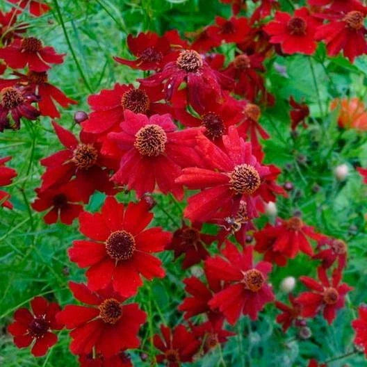 Coreopsis Seeds - 500 Count - Plains Tall Red - Heirloom, Non-GMO, Pollinator Friendly, Deer Resistant - Coreopsis tinctoria