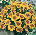 French Marigold Seeds, Dwarf, Naughty Marietta, 200 Seeds, Easy to Grow, Tagetes patula
